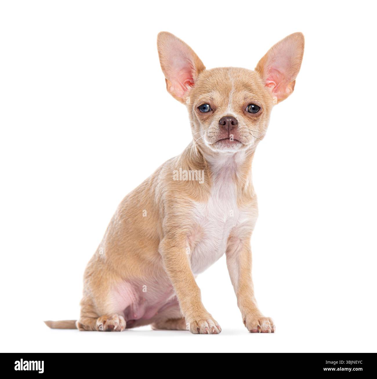 Petit chihuahua chiot assis et regardant vers l'avant sur un fond blanc Banque D'Images