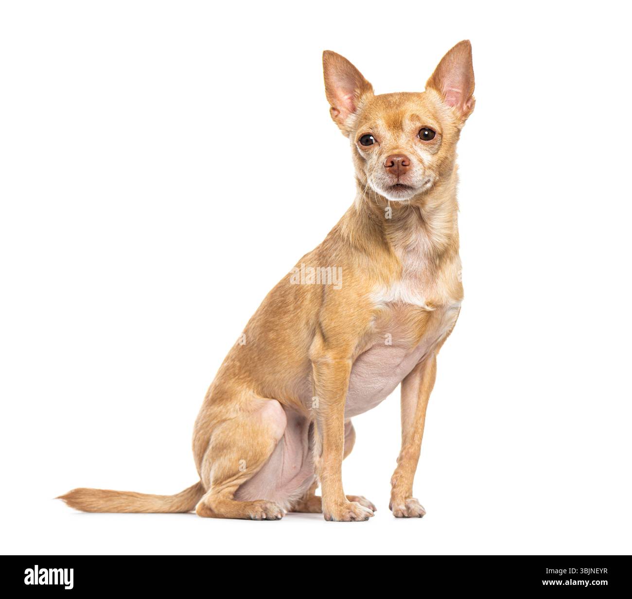 Petit chien brun assis et regardant vers l'avant sur fond blanc Banque D'Images