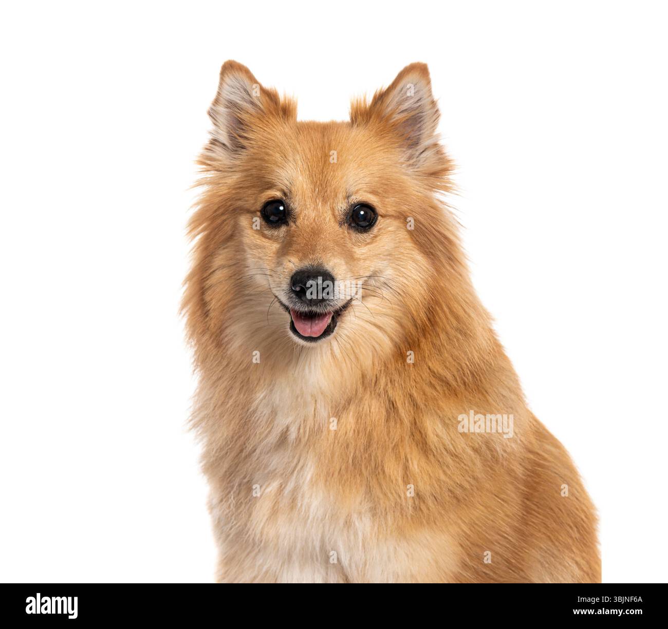 Adorable spitz regardant vers l'avant et haletant, isolé sur un fond blanc Banque D'Images