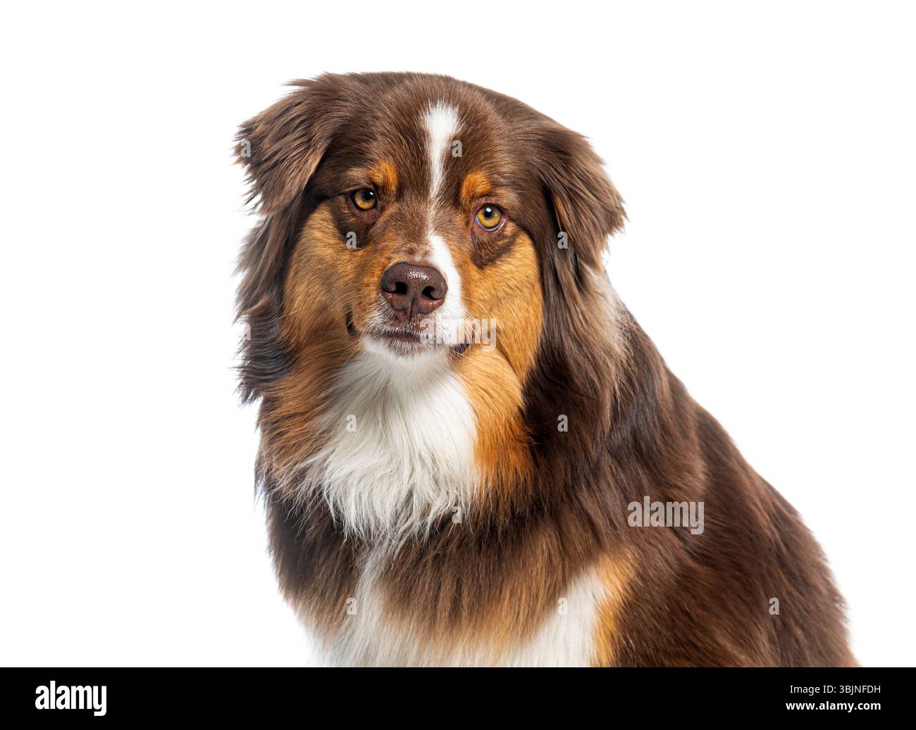 Portrait d'un chien de berger australien regardant vers l'avant, isolé sur blanc Banque D'Images