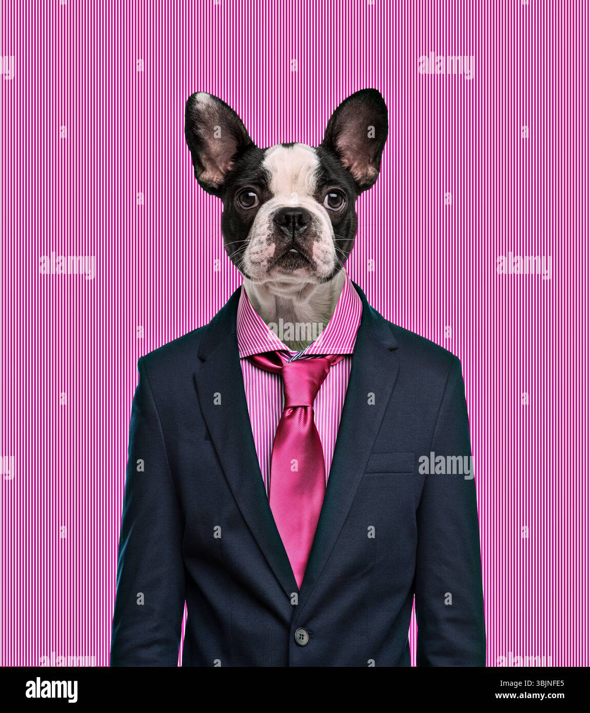 Bouledogue français avec costume d'homme d'affaires et cravate posant sur un fond rayé rose, créant un portrait drôle et surréaliste Banque D'Images