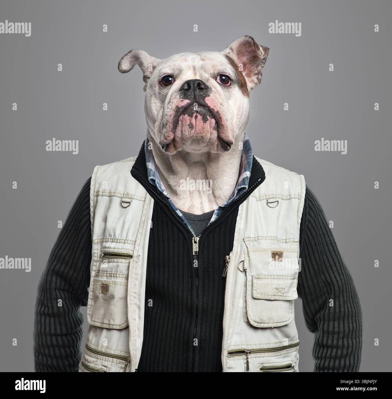 Photographe bouledogue drôle portant un gilet de travailleur, une chemise et un pull pose pour un portrait dans un studio Banque D'Images