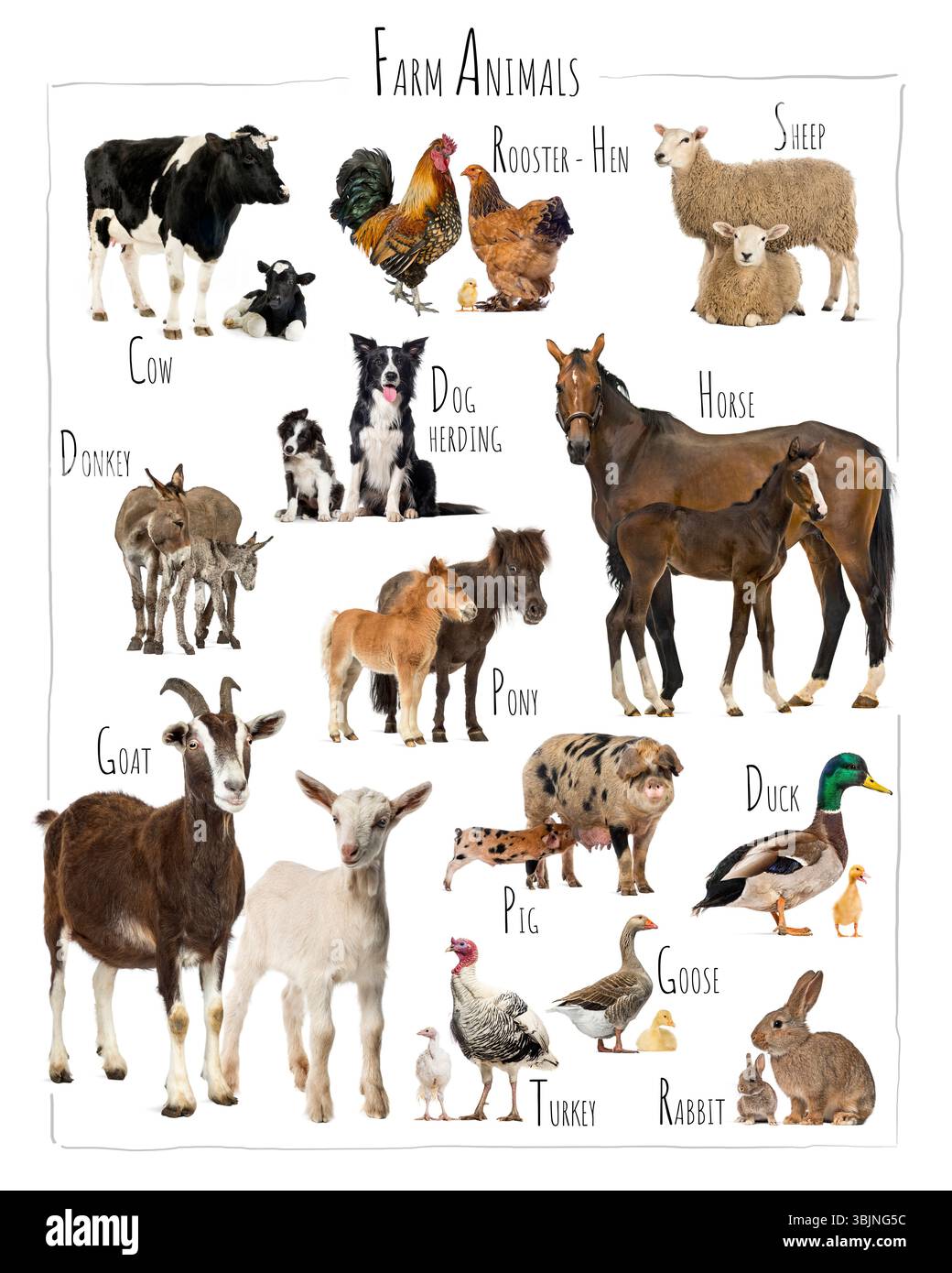 Animaux de ferme posant ensemble, vache, cheval, âne, chèvre, mouton, porc, lapin, poule, coq, canard, oie, dinde, poney et chien de troupeau Banque D'Images