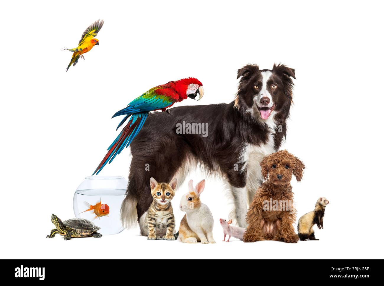 Groupe d'animaux de compagnie posant autour d'un chien debout avec un aras sur son dos est entouré par d'autres animaux de maison communs, chat, furet, lapin, oiseau, poisson, rongeur Banque D'Images