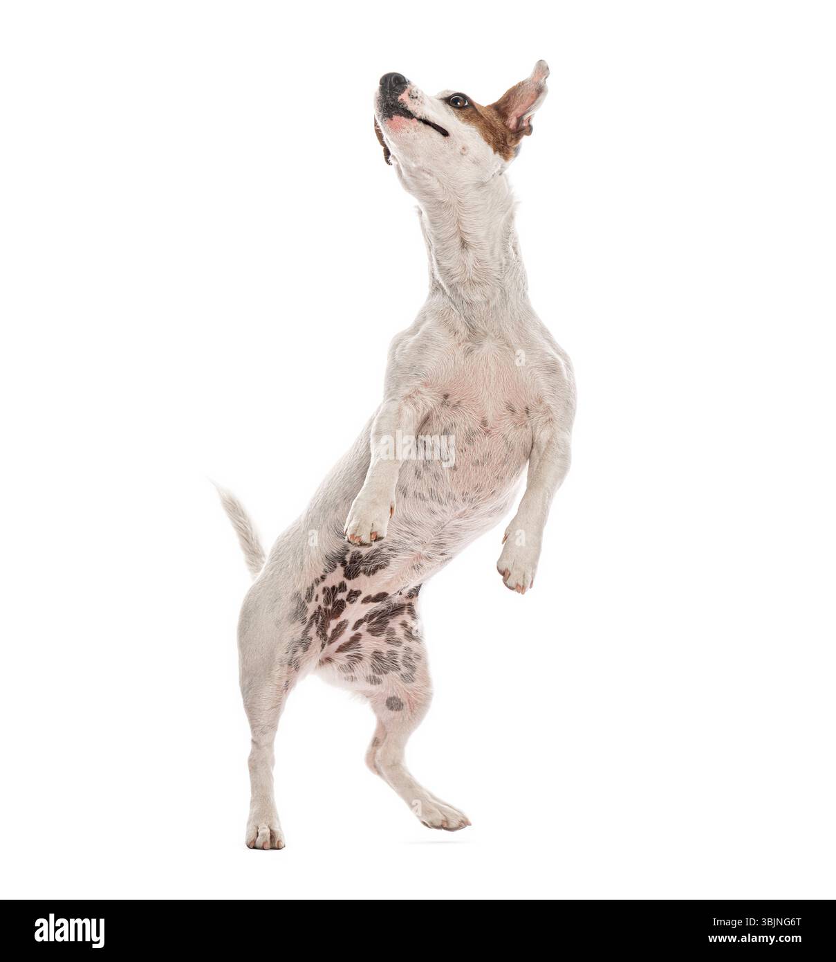 Jack russell Terrier debout sur les pattes arrière regardant vers le haut, isolé sur fond blanc Banque D'Images