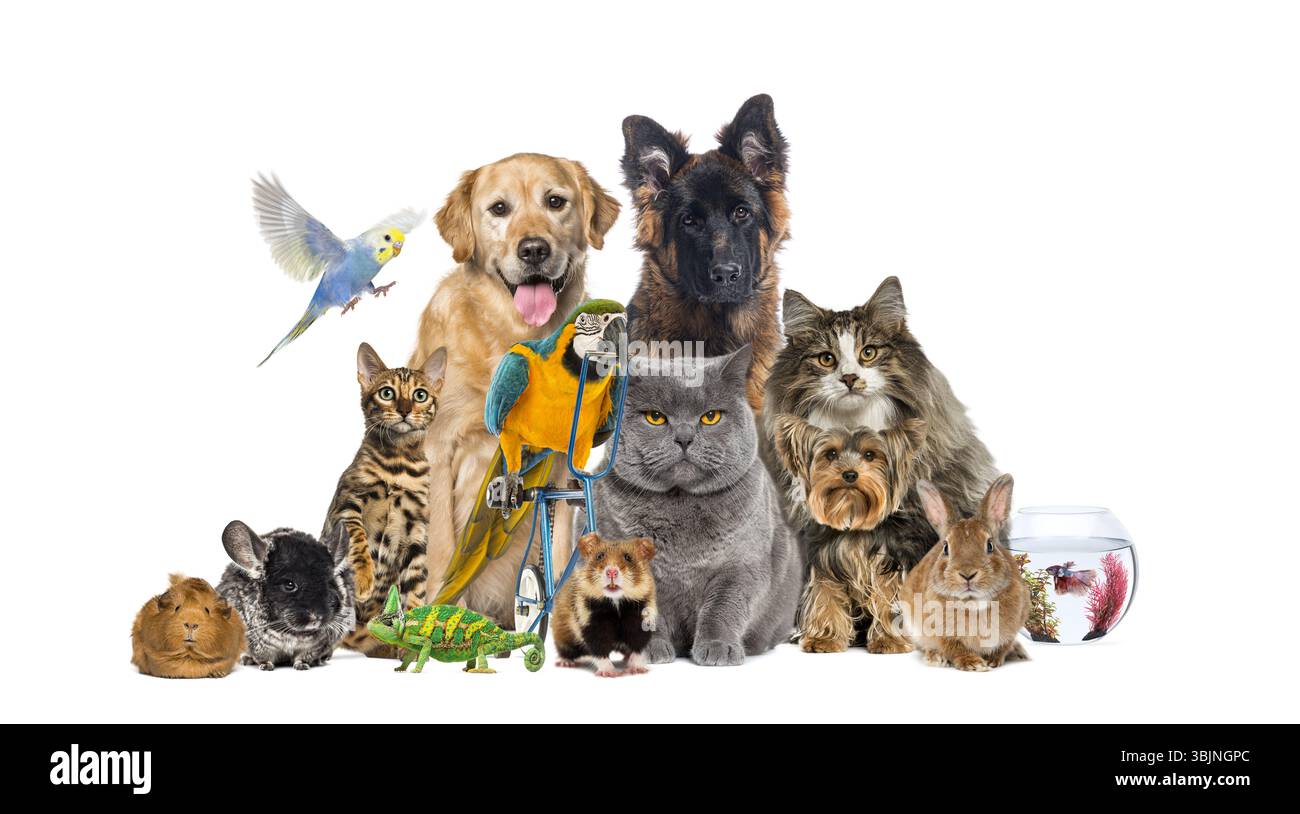 Groupe d'animaux domestiques comprenant les chiens, les chats, les oiseaux, les rongeurs, les reptiles et les poissons posent ensemble sur fond blanc Banque D'Images
