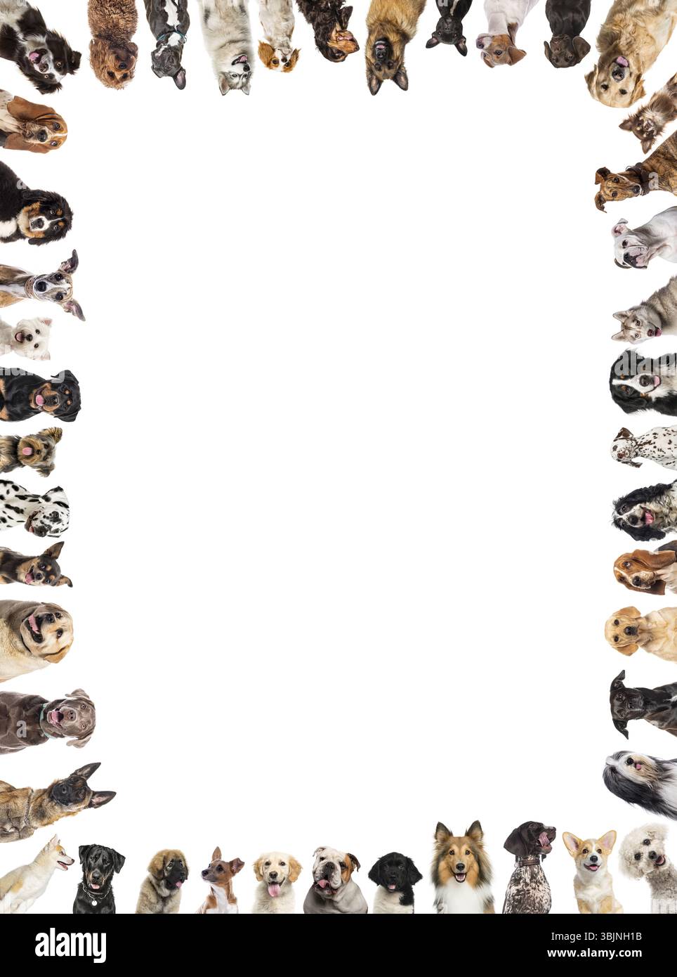 Beaucoup de chiens de différentes races faisant un cadre sur fond blanc Banque D'Images