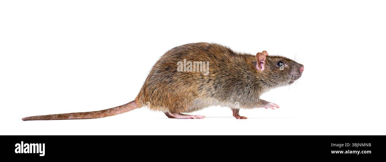 Vue latérale d'un rat brun marchant, Rattus norvegicus, isolé sur blanc Banque D'Images