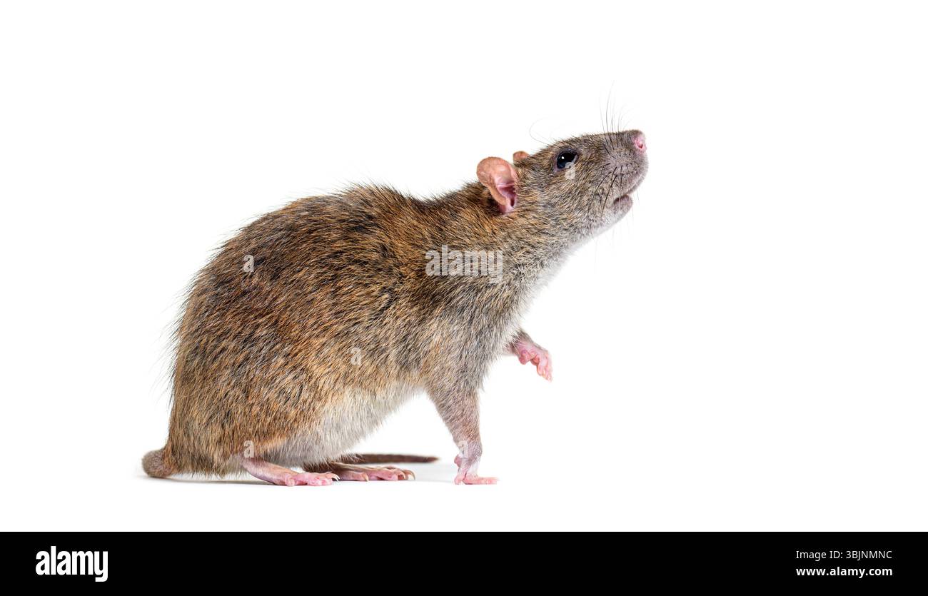 Vue latérale d'un rat brun sur pattes arrière, Rattus norvegicus, isolé sur blanc Banque D'Images