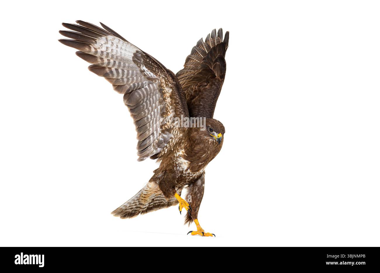 Buzzard commun d'atterrissage ou de décollage des ailes déployées, Buteo buteo ; isolé sur blanc Banque D'Images