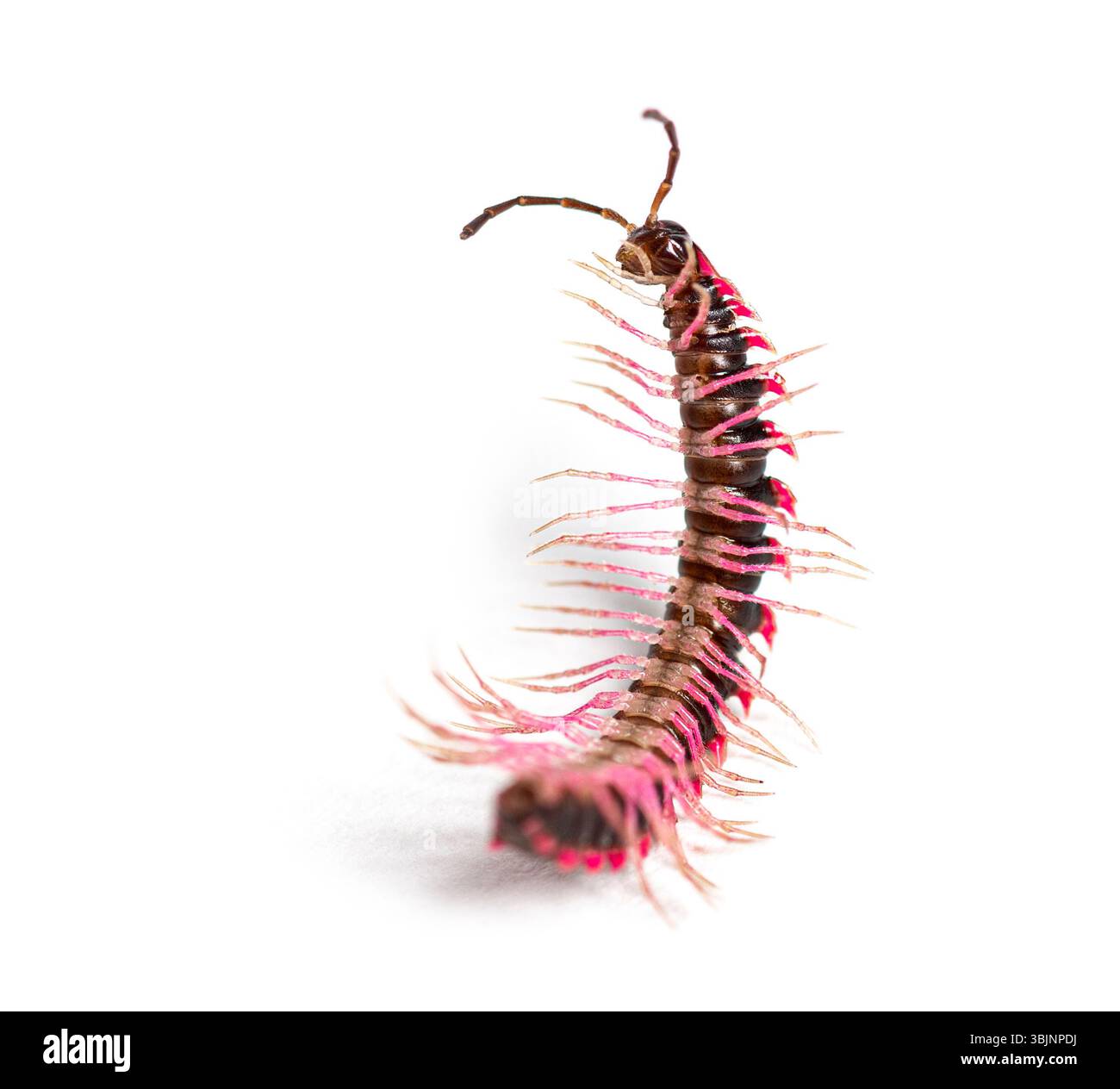 Vue de dessus d'un Desmoxytes planata Millipede en difficulté sur son dos, essayant de se retourner, isolé sur fond blanc Banque D'Images