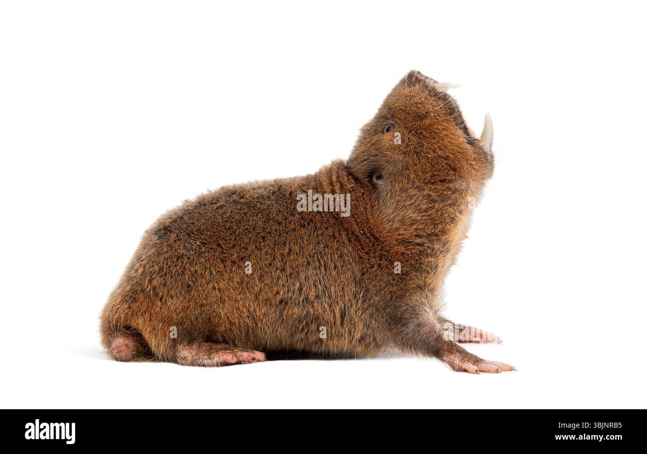 Le rat-taupe d'Ansell, Fukomys anselli, bouche ouverte montrant ses énormes dents Banque D'Images