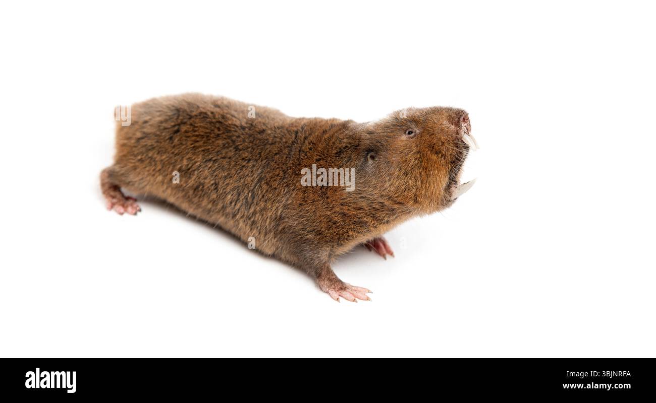 Le rat-taupe d'Ansell, Fukomys anselli, bouche ouverte montrant ses énormes dents Banque D'Images