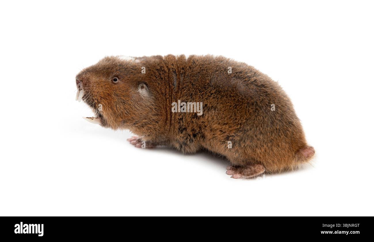 Vue arrière d'un rat-taupe d'Ansell, Fukomys anselli, bouche ouverte montrant ses énormes dents Banque D'Images