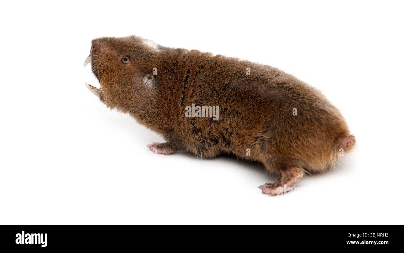 Vue arrière d'un rat-taupe d'Ansell, Fukomys anselli, bouche ouverte montrant ses énormes dents Banque D'Images