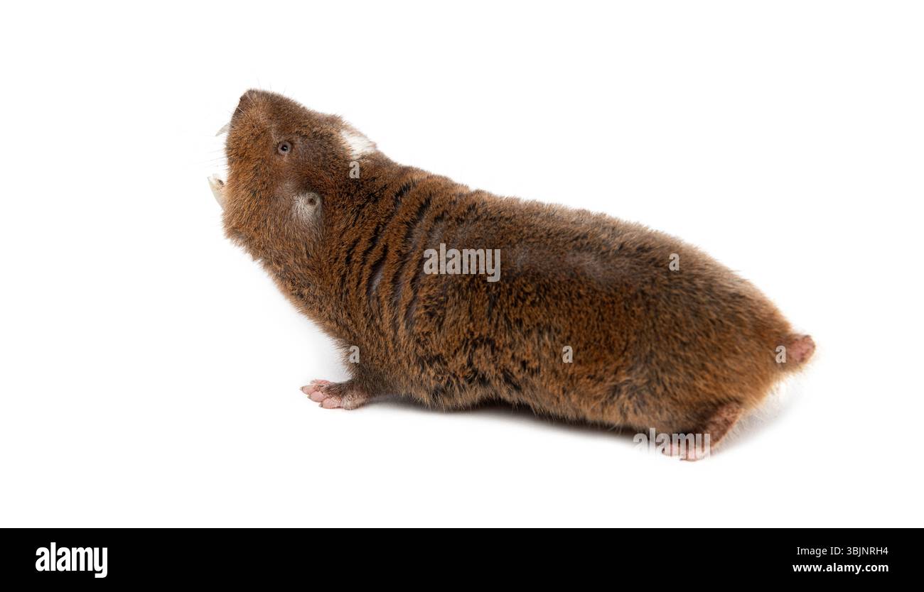 Vue arrière d'un rat-taupe d'Ansell, Fukomys anselli, bouche ouverte montrant ses énormes dents Banque D'Images