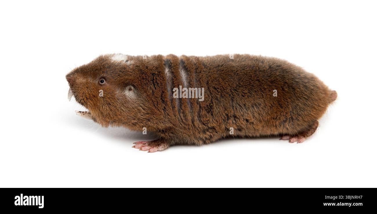 Vue arrière d'un rat-taupe d'Ansell, Fukomys anselli, bouche ouverte montrant ses énormes dents Banque D'Images