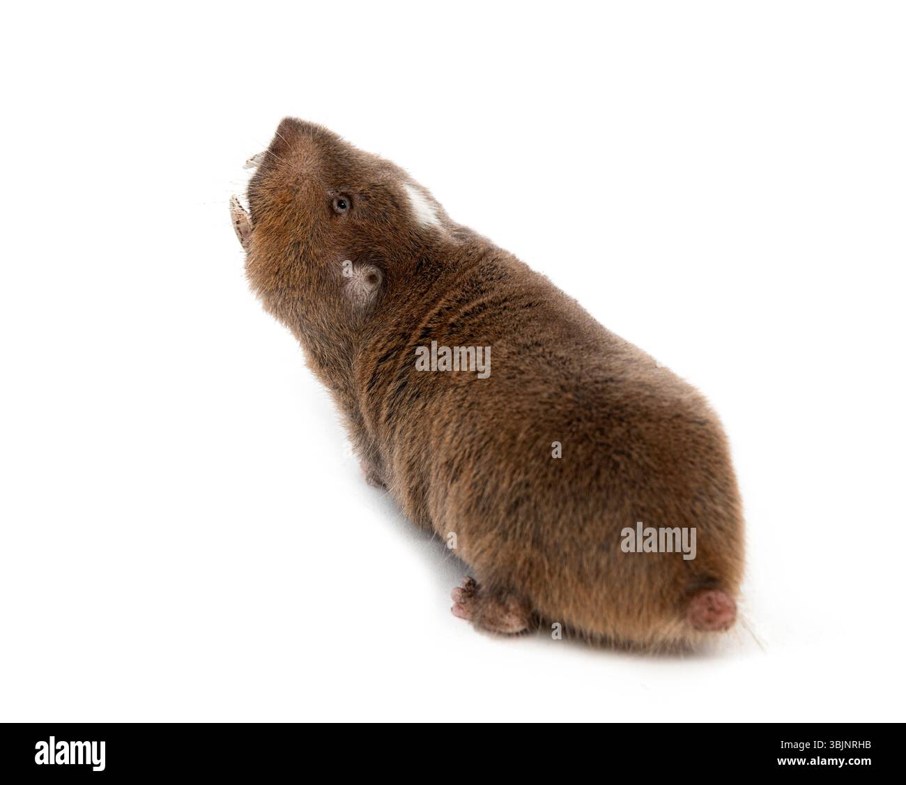 Vue arrière d'un rat-taupe d'Ansell, Fukomys anselli, bouche ouverte montrant ses énormes dents Banque D'Images