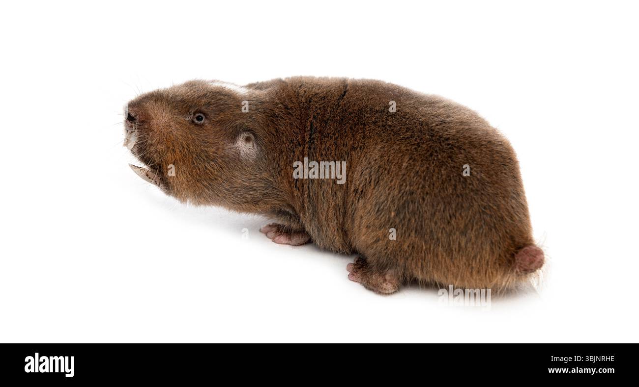 Vue arrière d'un rat-taupe d'Ansell, Fukomys anselli, bouche ouverte montrant ses énormes dents Banque D'Images