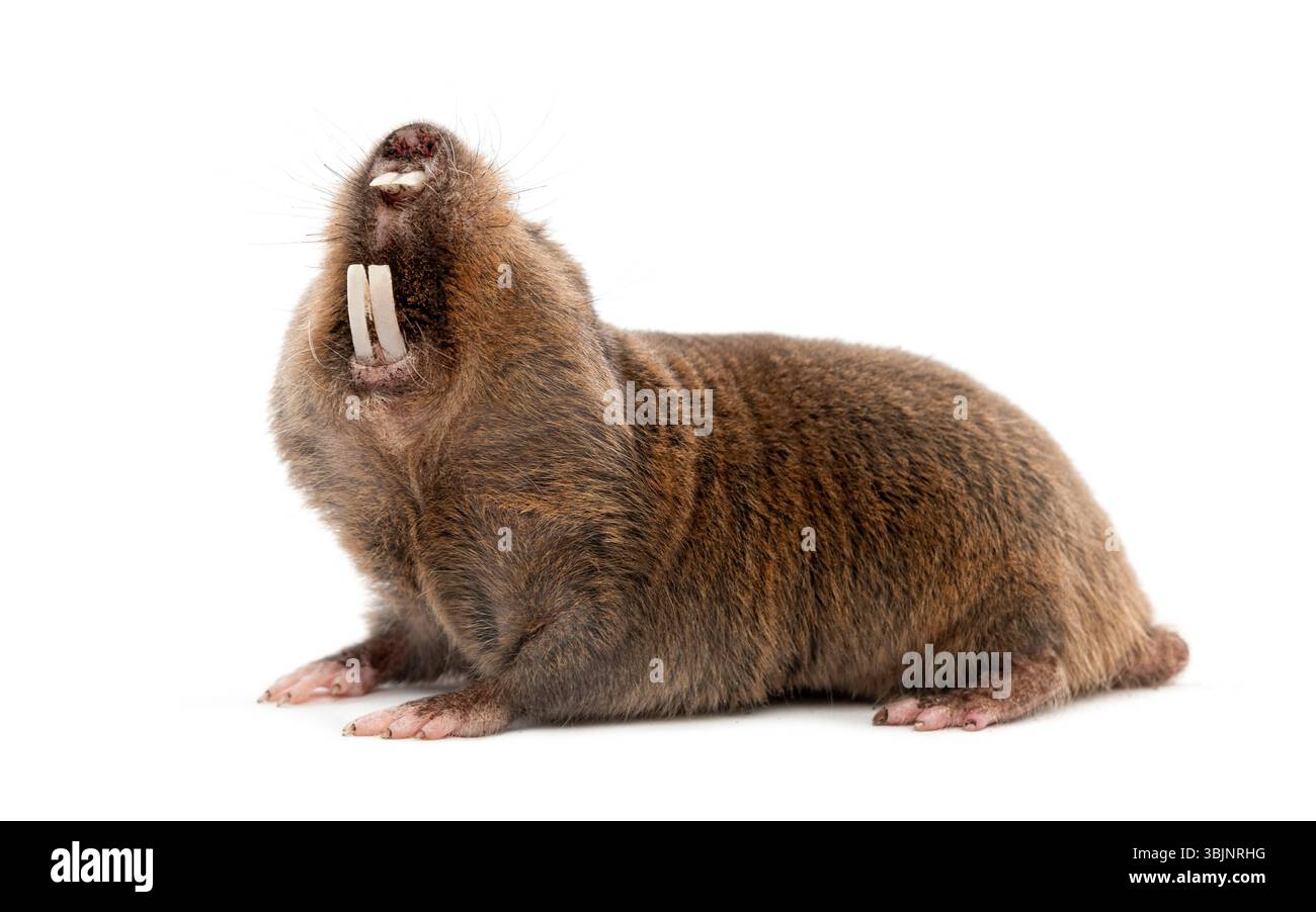 Mole ; mole-rat ; Fukomys anselli ; mole-rat d'Ansell ; rat ; rongeur ; mammifère ; animal sauvage ; sauvage ; faune ; vertébré ; animal ; studio ; tir en studio ; personne ; Banque D'Images