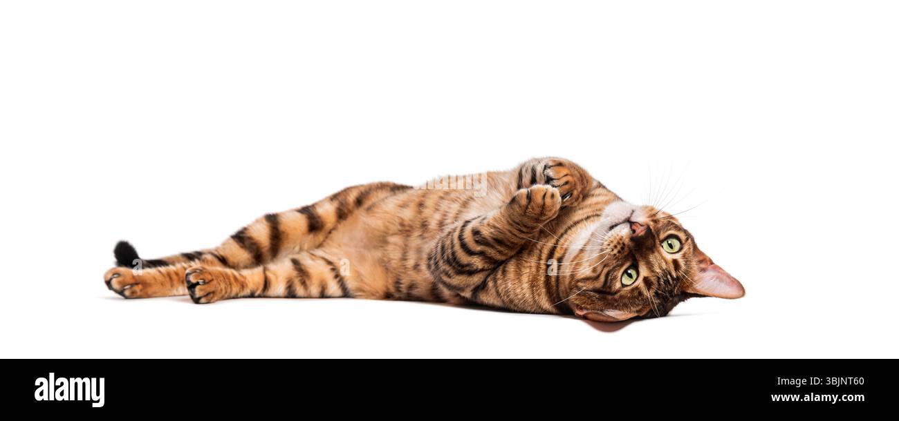 Toyger chat est allongé sur le dos et agite ludique ses pattes en l'air Banque D'Images