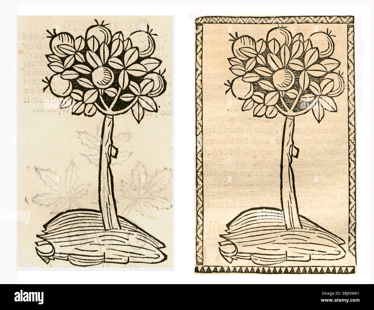 Illustrations de gui de 1497 et 1500 attribuées à Affolter, montrant des dessins botaniques utilisés à des fins médicinales et de référence. Banque D'Images