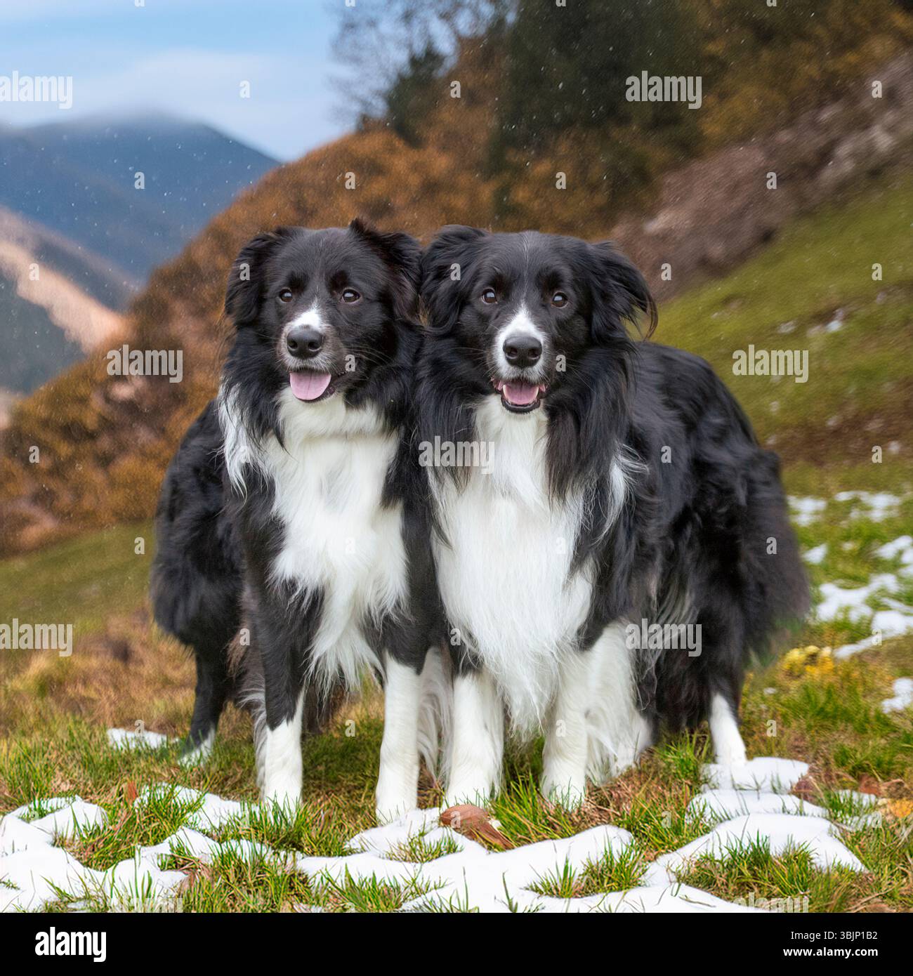 border collies dans les scottish borders Banque D'Images