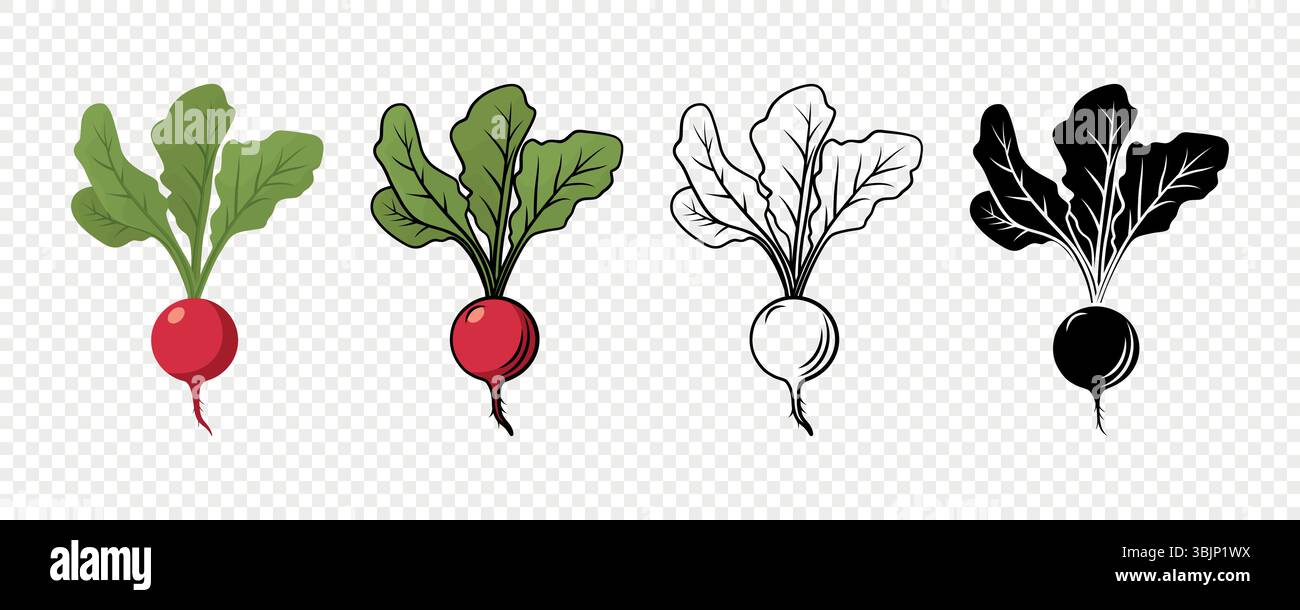Radis Vector Set en couleur, contour, Vintage et Flat style. Radis rouge frais avec des feuilles pour l'emballage alimentaire, illustration botanique, marché biologique Illustration de Vecteur