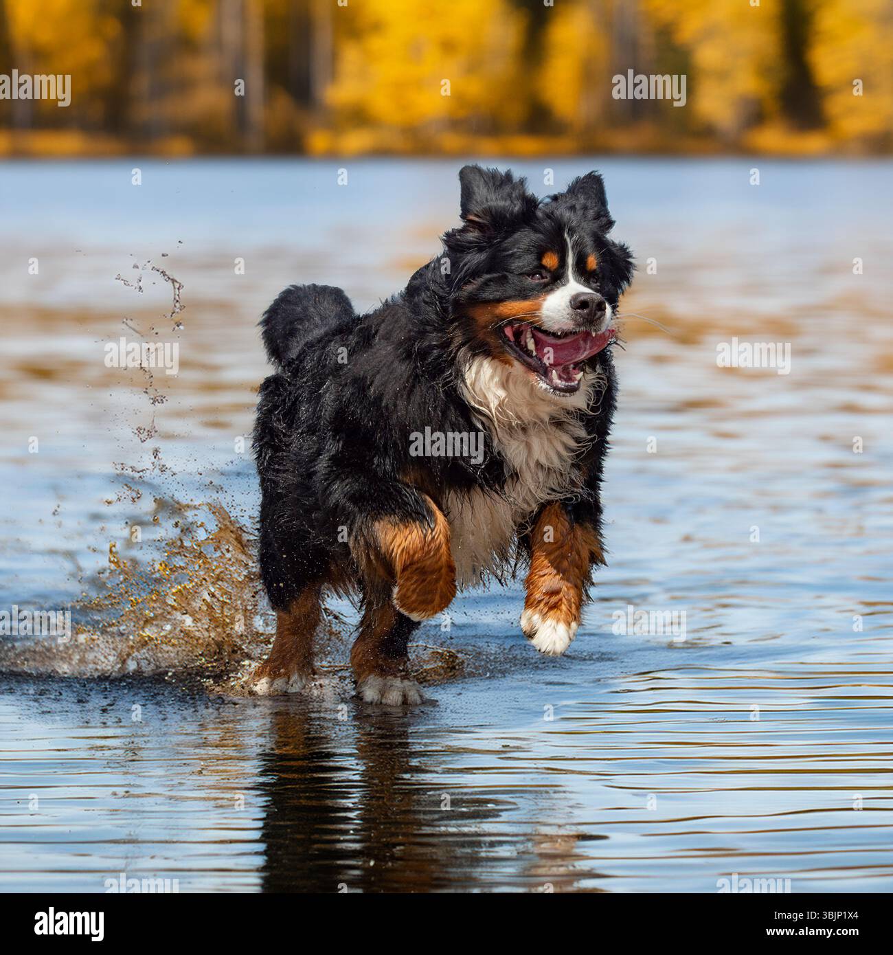 chien de montagne bernois courant dans un lac Banque D'Images