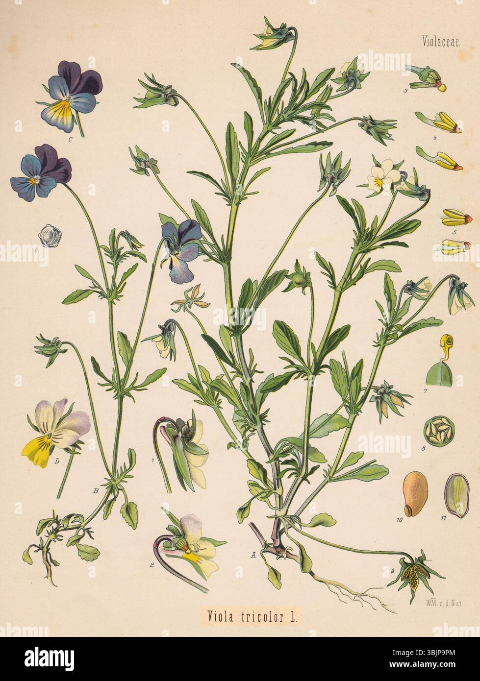 Commune Viola Illustration botanique de viole tricolore Banque de photographies et d ...
