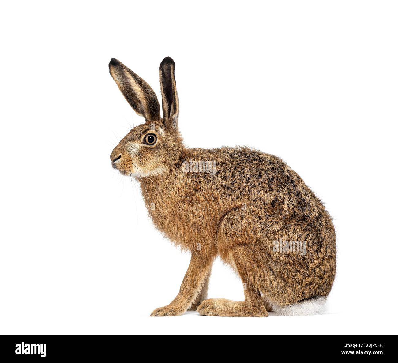 Vue latérale d'un lièvre européen ou d'un lièvre brun, lepus europaeus, assis et regardant au loin sur fond blanc Banque D'Images