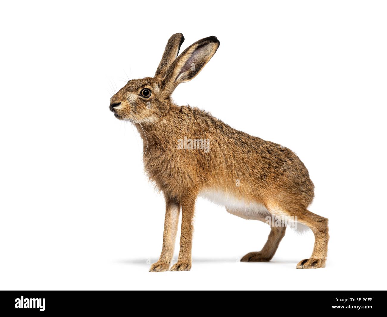 Vue latérale d'un lièvre européen ou d'un lièvre brun, lepus europaeus, assis et regardant au loin sur fond blanc Banque D'Images