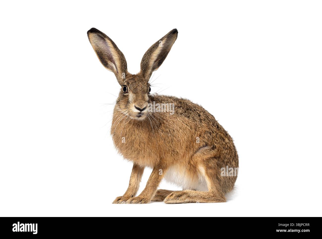 Vue latérale d'un lièvre européen ou d'un lièvre brun, lepus europaeus, assis et regardant sur fond blanc Banque D'Images