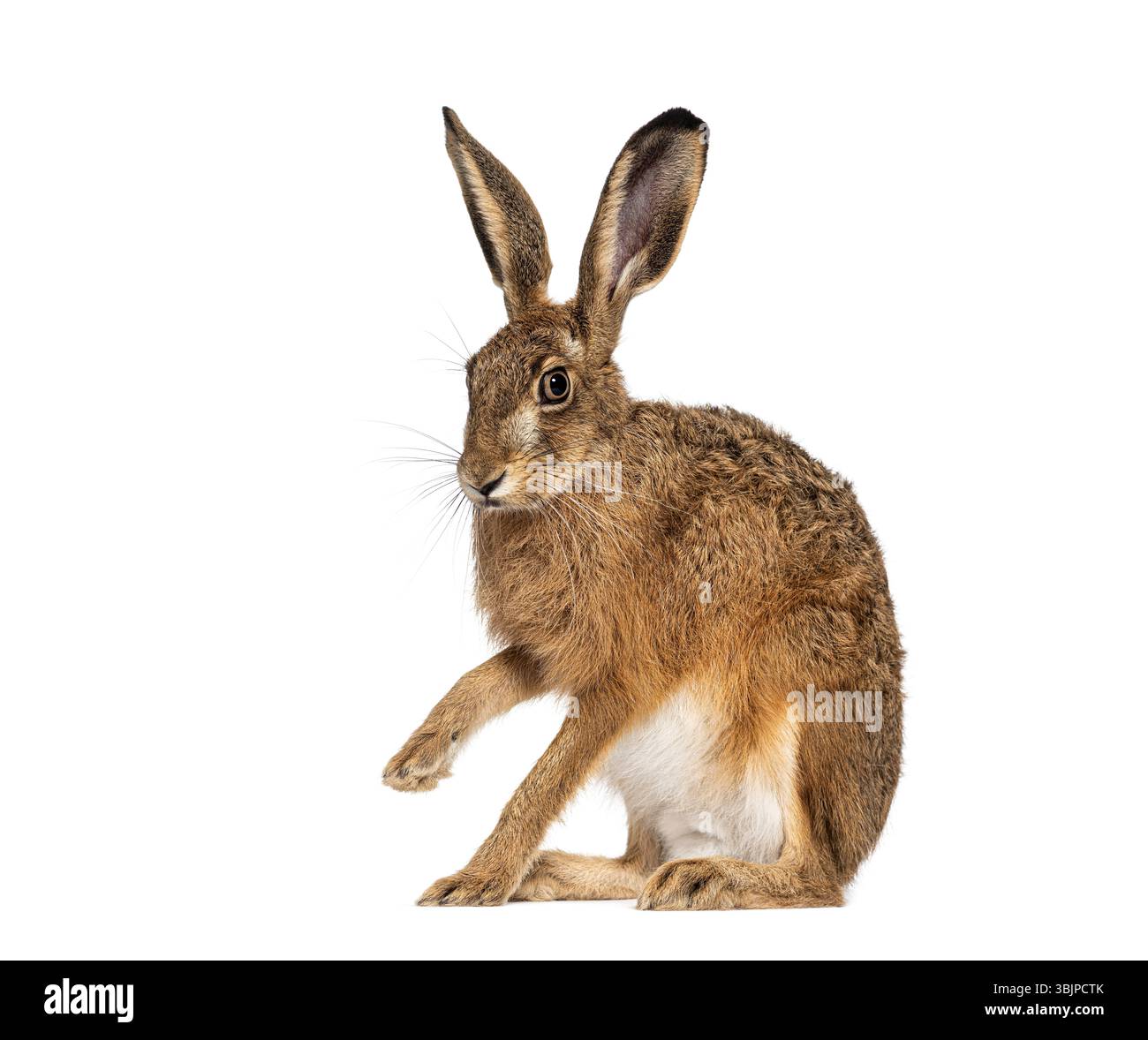 Vue latérale d'un lièvre européen ou d'un lièvre brun, lepus europaeus, assis et bougeant isolé sur blanc Banque D'Images