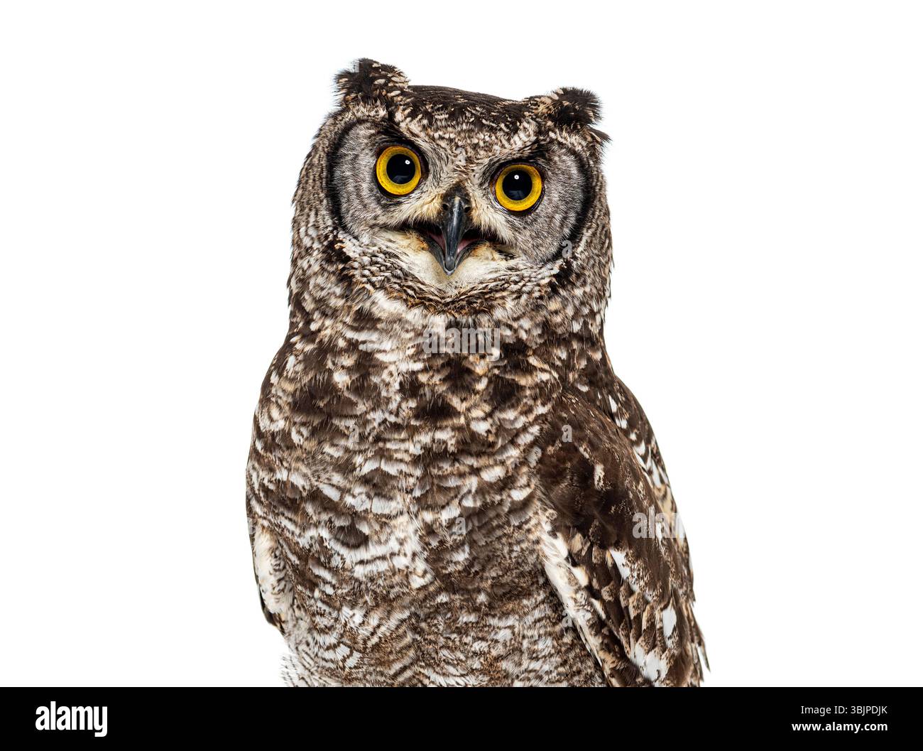 Photo de la tête d'un aigle-hibou tacheté, Bubo africanus, ou aigle-hibou tacheté africain regardant la caméra, isolé sur blanc Banque D'Images