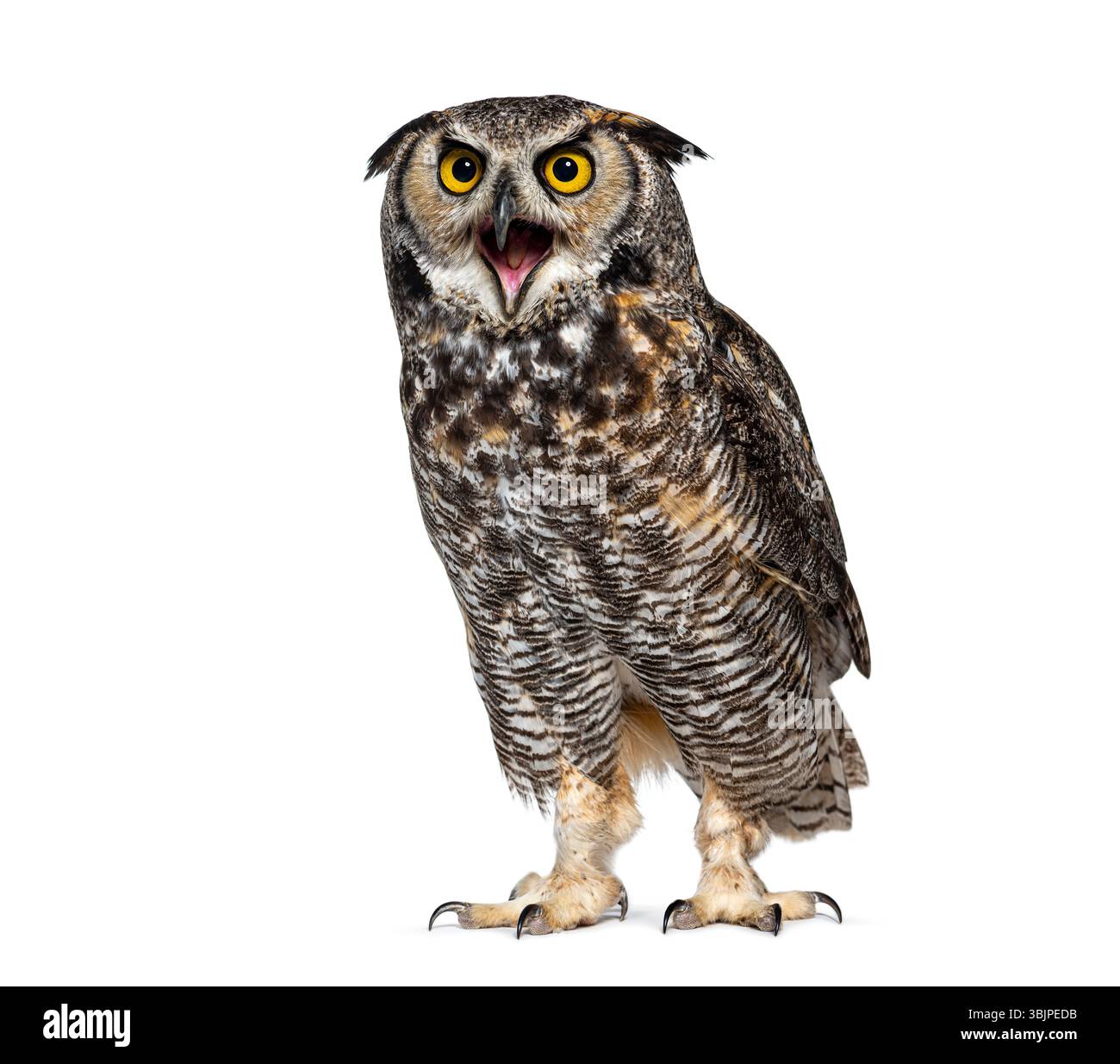 Expressif et en colère Grande chouette cornée oiseau, Bubo virginianus saturatus, ou hibou tigre, bec grand ouvert, isolé sur blanc Banque D'Images