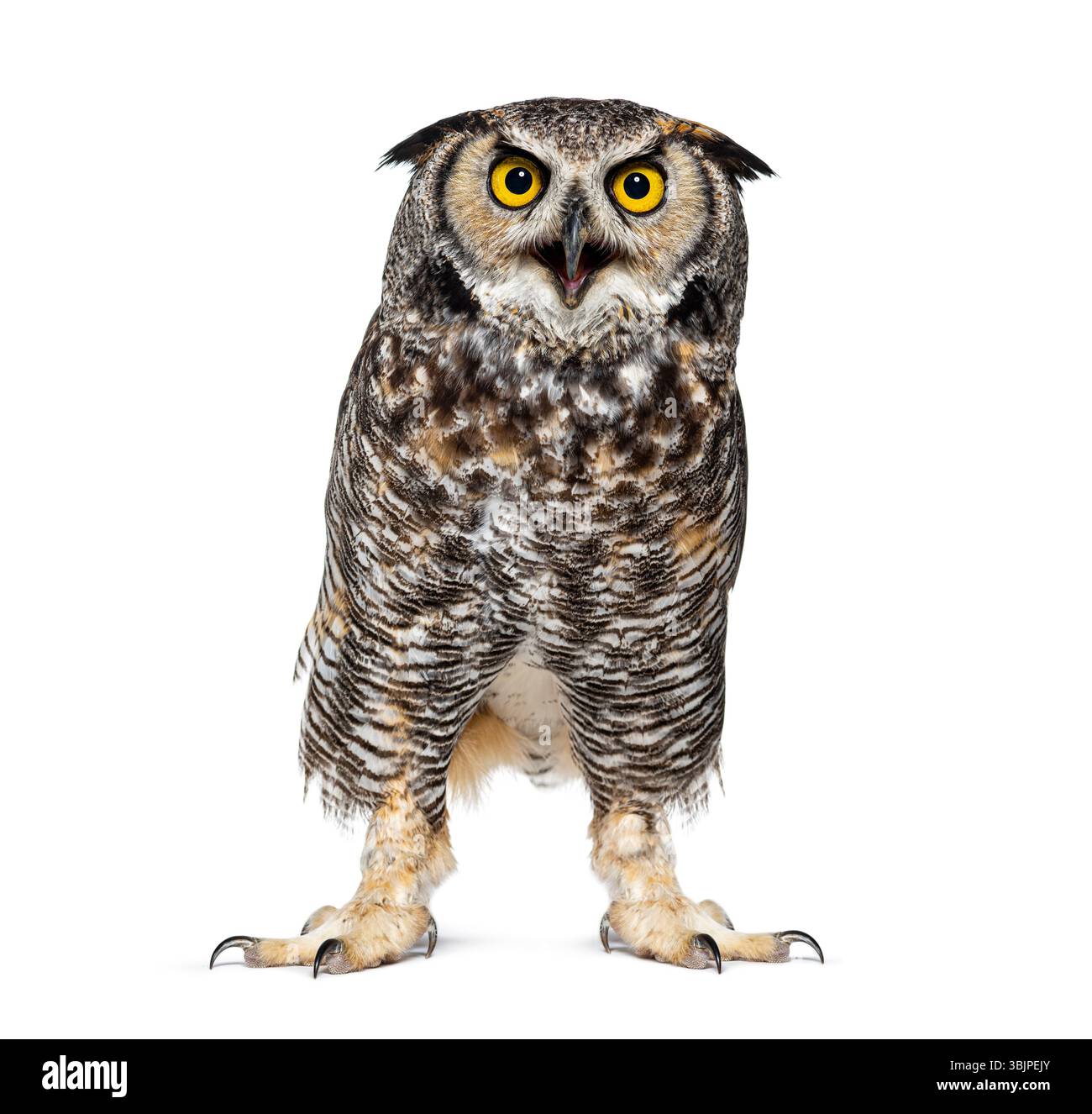 Expressif et en colère Grande chouette cornée oiseau, Bubo virginianus saturatus, ou hibou tigre, bec grand ouvert, isolé sur blanc Banque D'Images