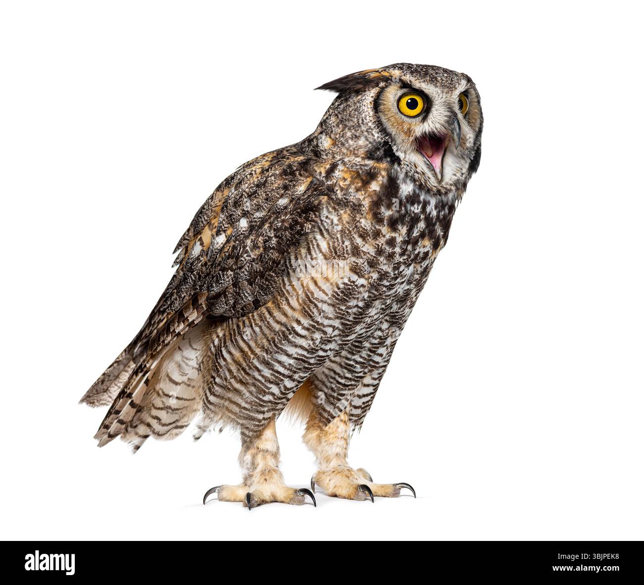 Expressif et en colère Grande chouette cornée oiseau, Bubo virginianus saturatus, ou hibou tigre, bec grand ouvert, isolé sur blanc Banque D'Images