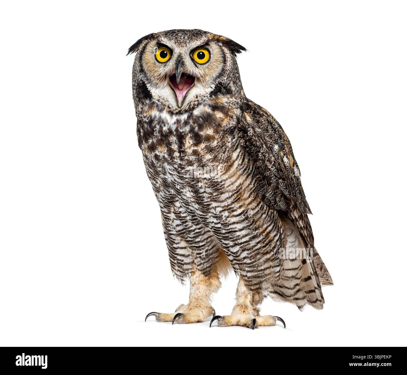 Expressif et en colère Grande chouette cornée oiseau, Bubo virginianus saturatus, ou hibou tigre, bec grand ouvert, isolé sur blanc Banque D'Images