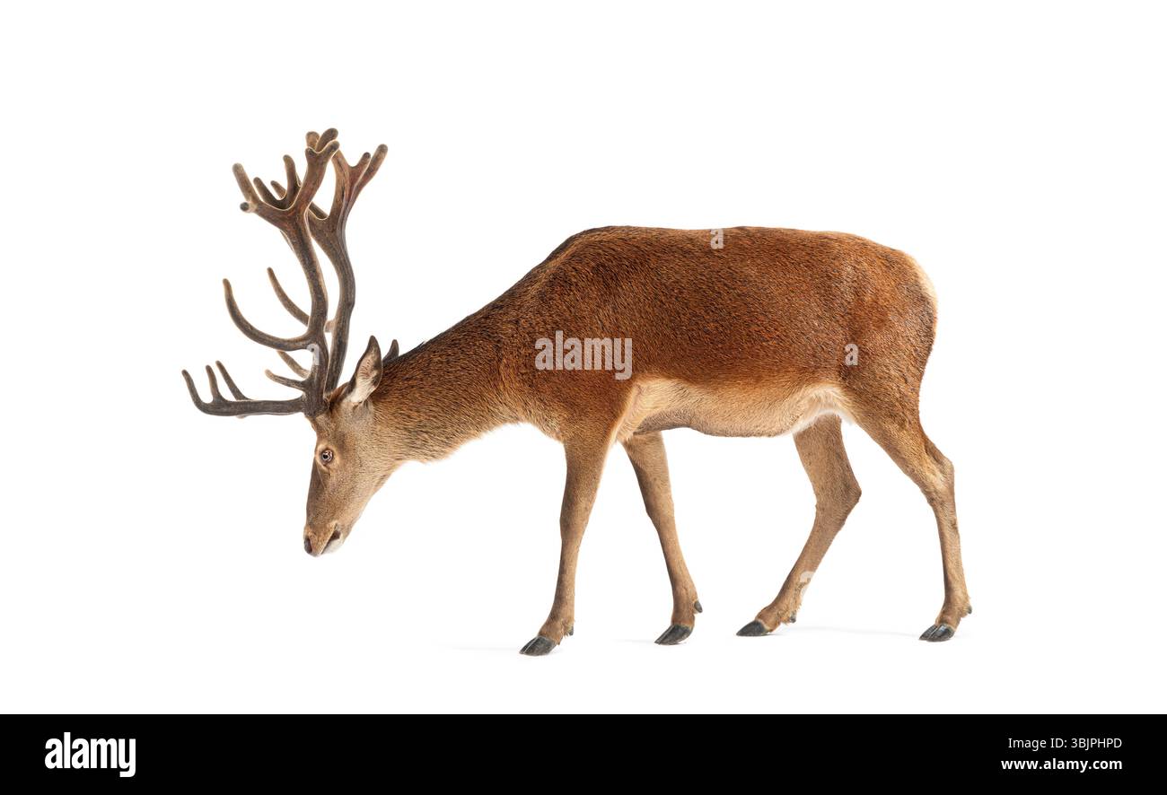 Cerf de cerf rouge, Cervus elaphus, avec de grands bois marchant et regardant vers le bas sur un fond blanc Banque D'Images