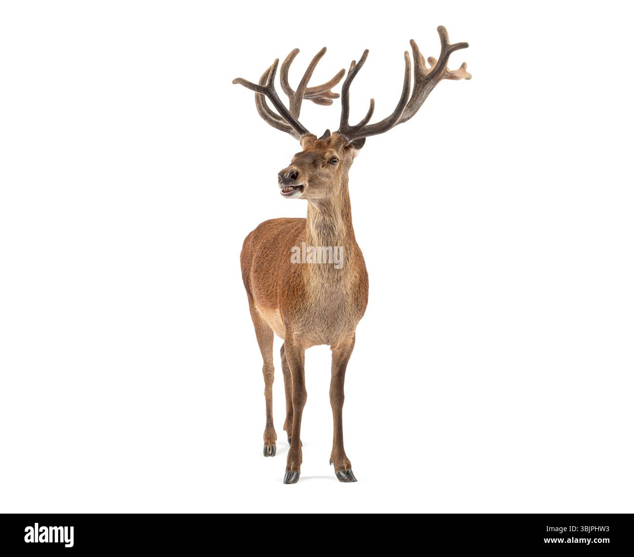 Majestueux cerf rouge, Cervus elaphus, avec de gros bois rugissant, isolé sur un fond blanc Banque D'Images