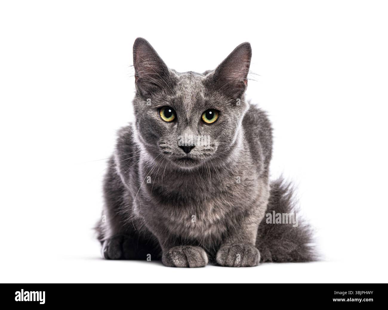 Chat nebelung gris allongé et regardant vers l'avant sur fond blanc Banque D'Images