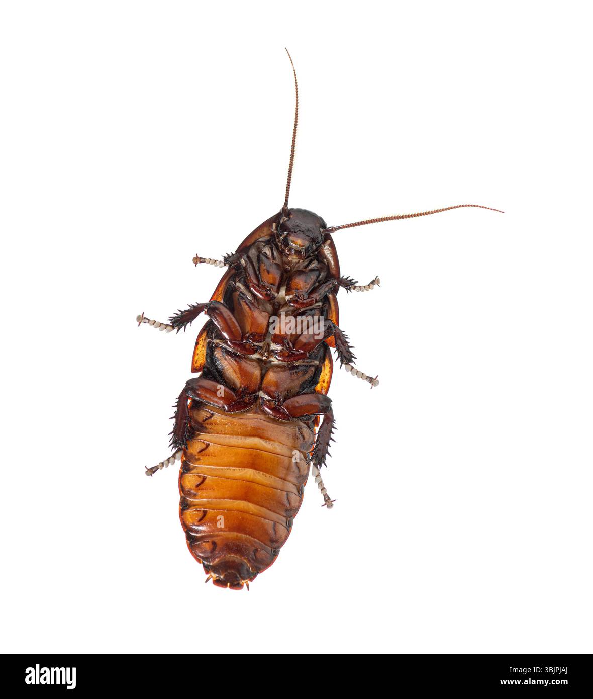 Vue ventrale d'un gromphadorhina portentosa, également connu sous le nom de cafard sifflant de madagascar, couché sur son dos sur fond blanc Banque D'Images