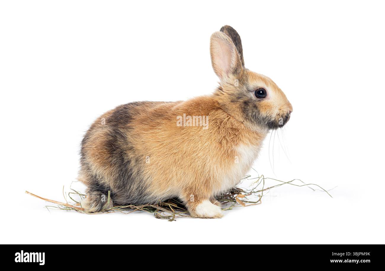 Adorable lapin brun reposant sur un lit de foin, isolé sur un fond blanc, créant une scène charmante et délicieuse Banque D'Images
