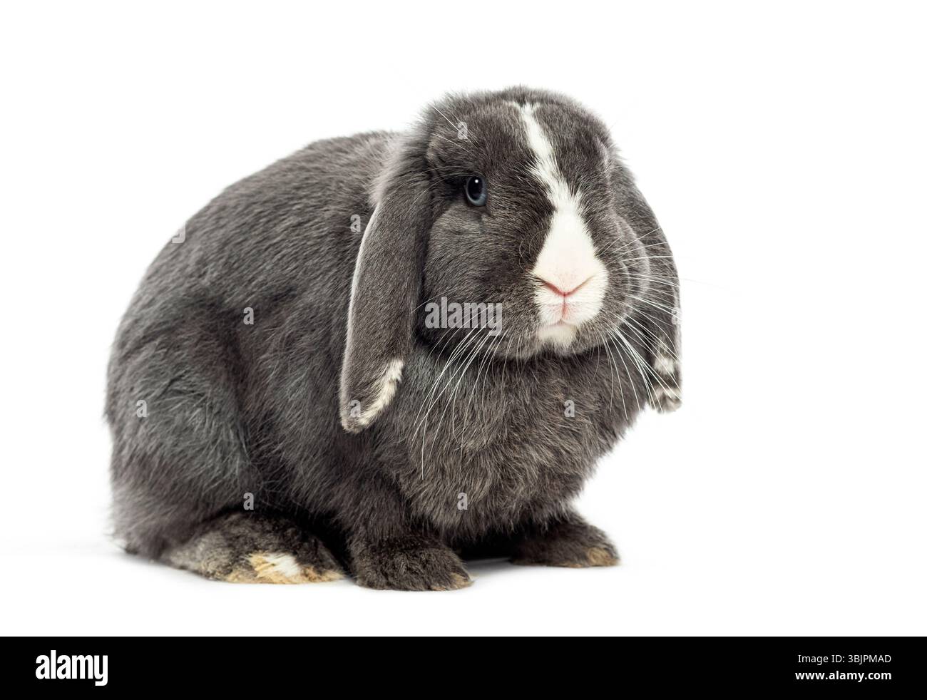lop lapin assis et regardant vers l'avant sur un fond blanc Banque D'Images