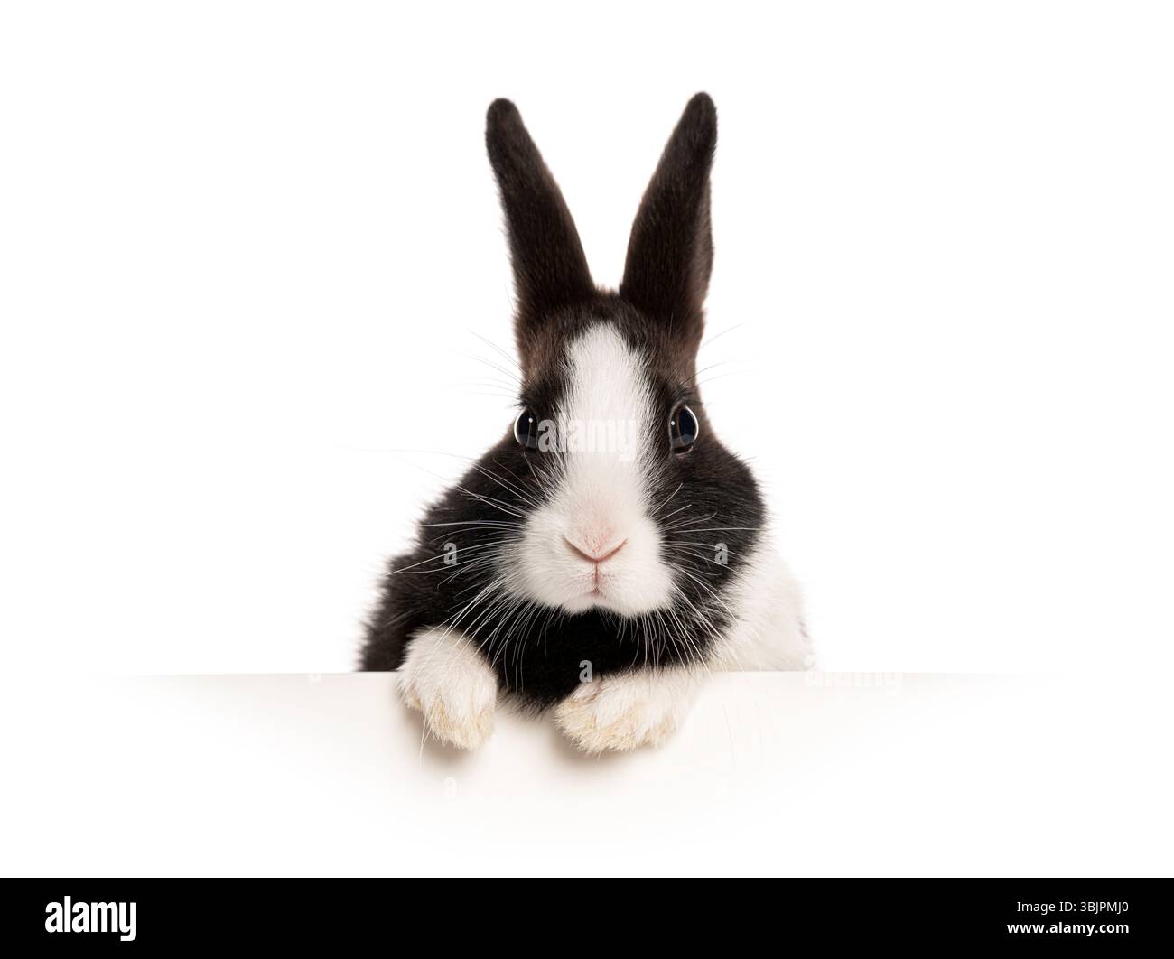 lapin noir et blanc jetant un coup d'œil sur une bannière blanche vierge, isolé sur blanc Banque D'Images