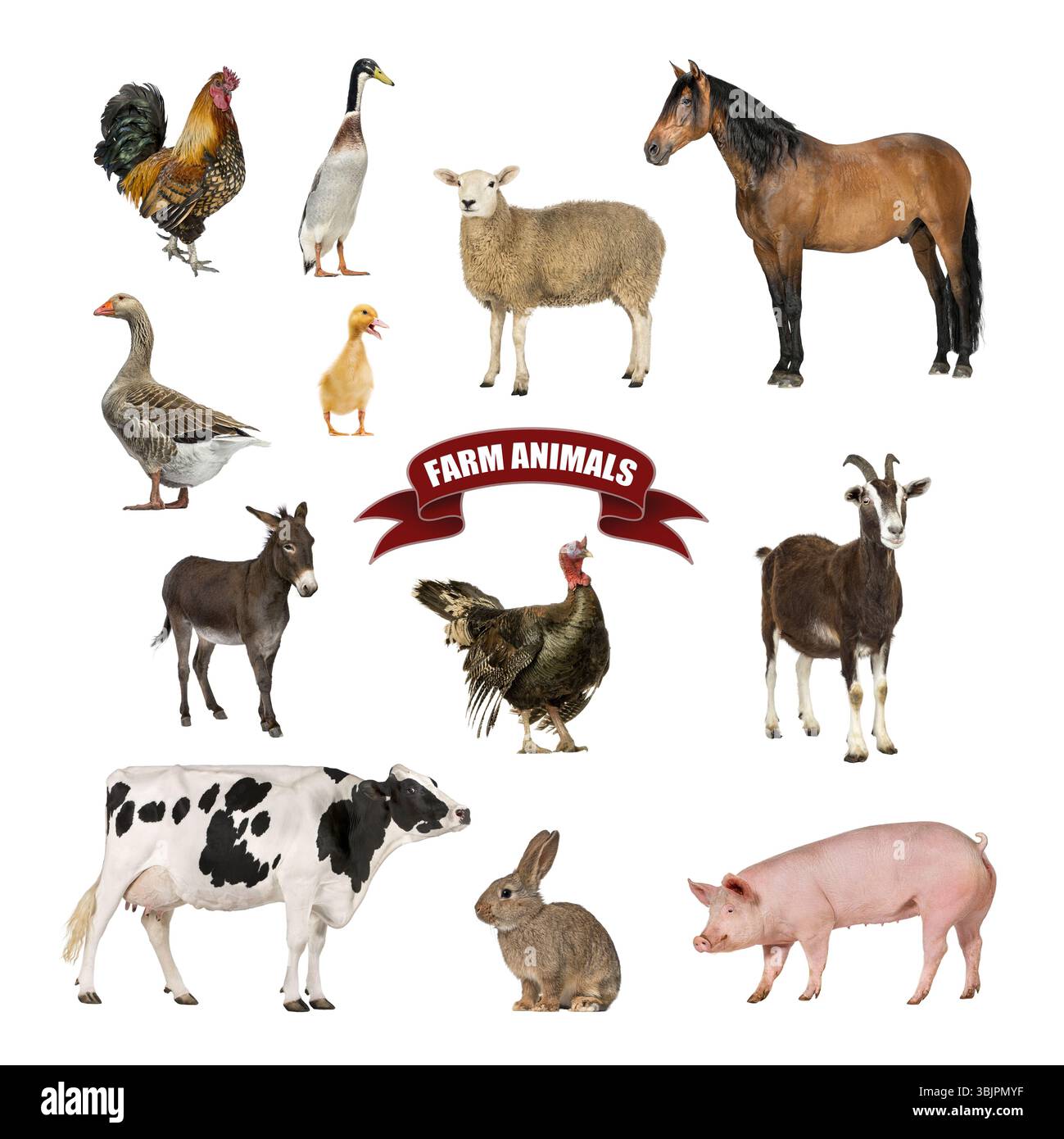 Affiche d'animaux de ferme comprenant un cheval, vache, porc, mouton, chèvre, oie, coq, poule, canard et lapin Banque D'Images
