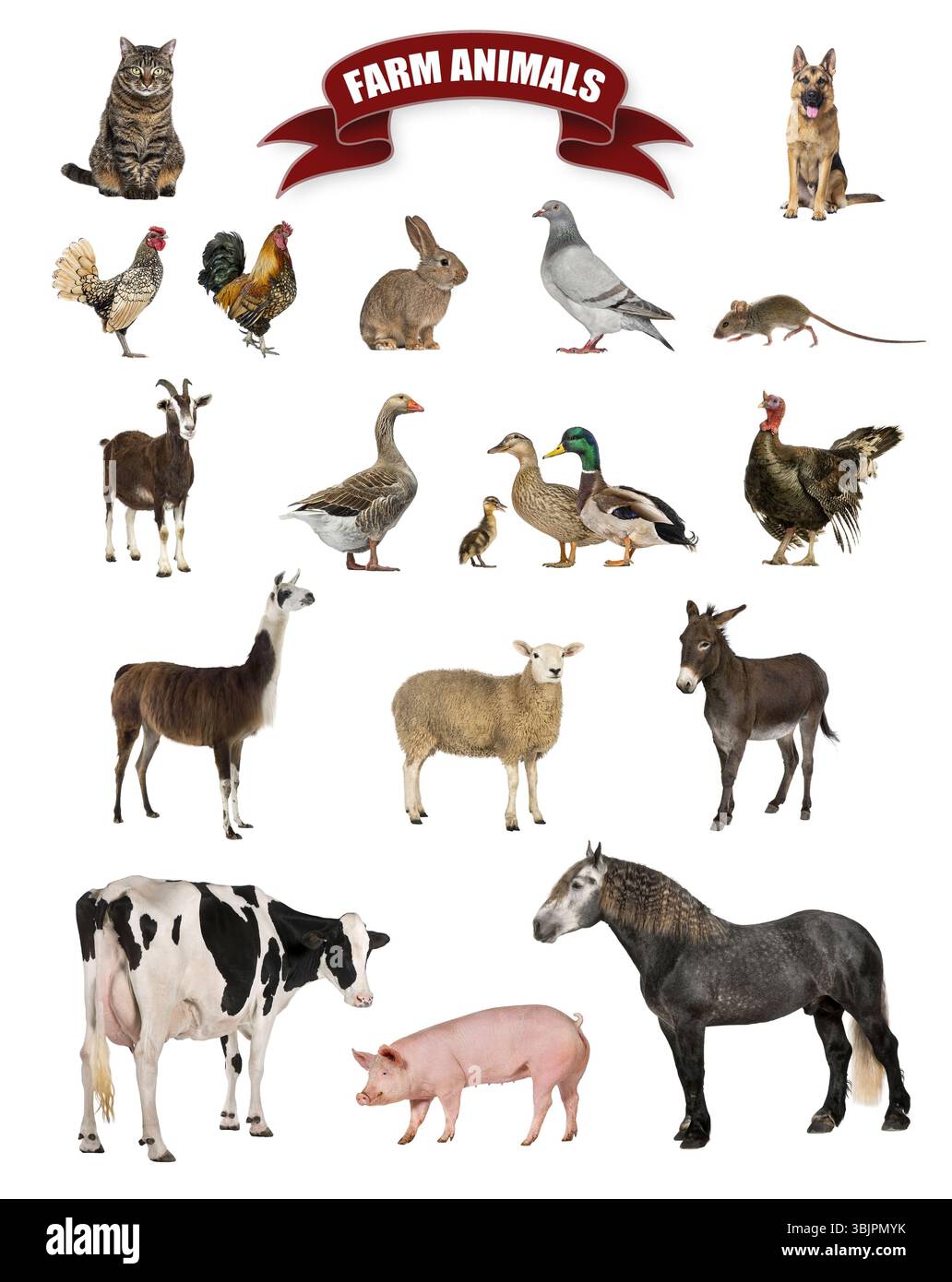 Affiche d'animaux de ferme comprenant un cheval, vache, porc, mouton, chèvre, oie, coq, poule, canard et lapin Banque D'Images