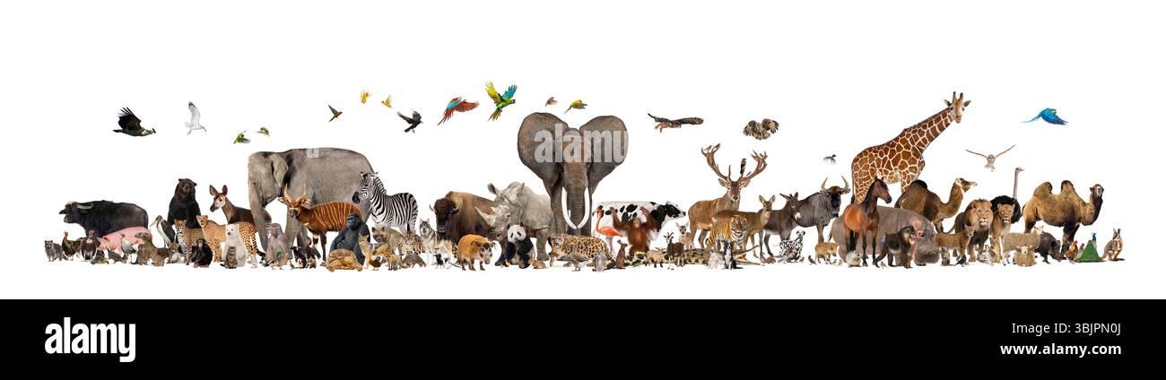 De nombreuses espèces d'animaux sauvages, domestiques et d'élevage se rassemblent en groupe. Ce groupe comprend des mammifères, des oiseaux et des reptiles, tous rassemblés Banque D'Images