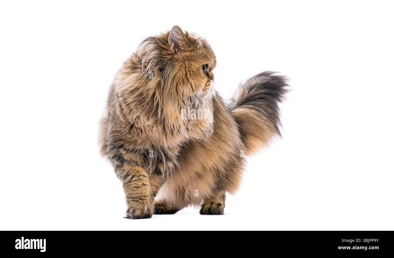 Chat persan marchant et regardant en arrière sur fond blanc Banque D'Images